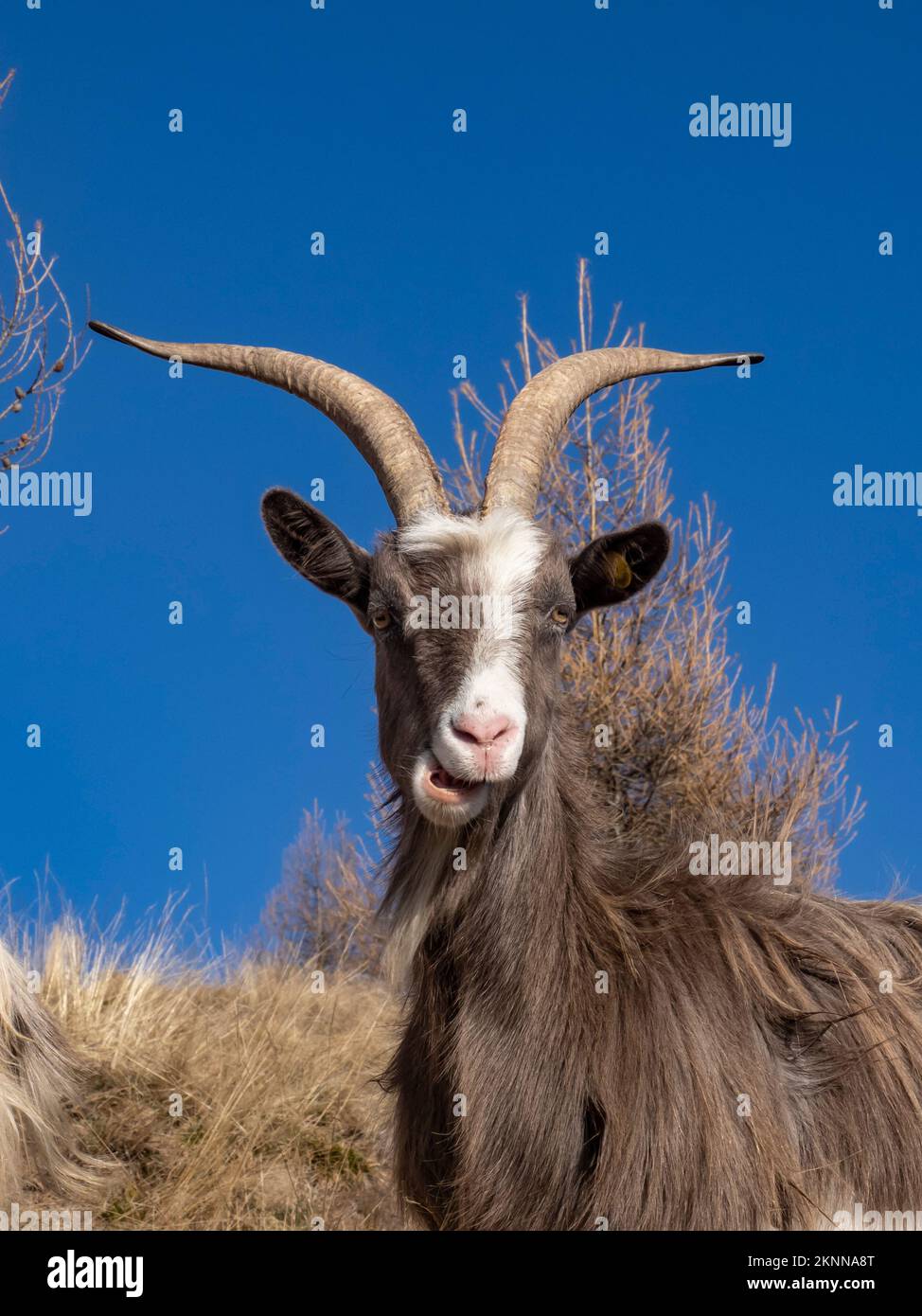 Close-up of a goat in the italian alps Stock Photo