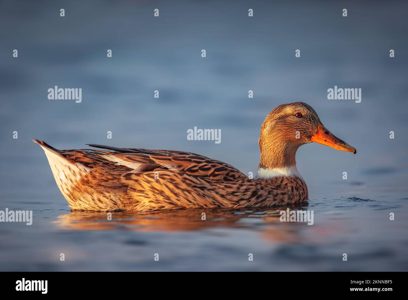 Wild duck bird floating in a water of a calm lake or sea in fog Stock Photo