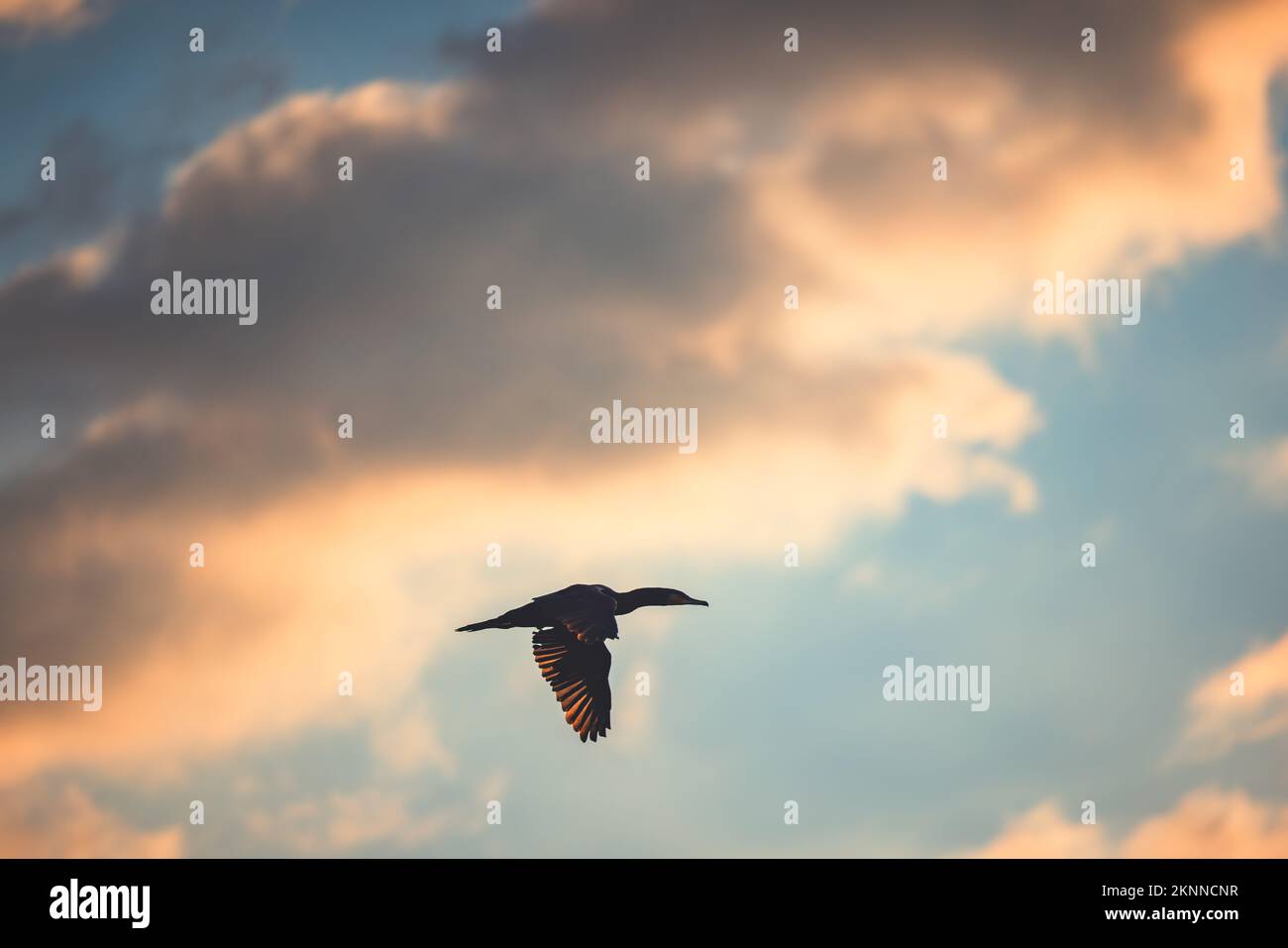 Silhouette of flying bird, cormorant flying in the sky Stock Photo