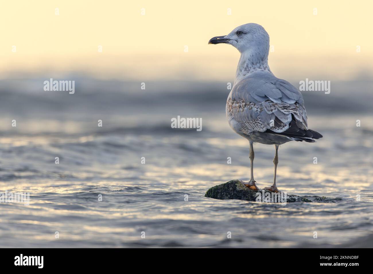 Seagull on the beach sand against the sea. Stock Photo