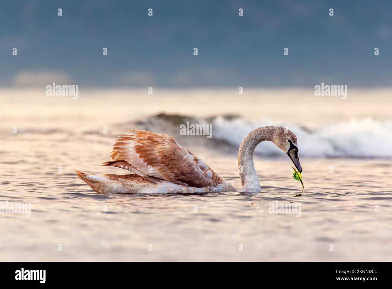 White swan in the sea,sunrise shot Stock Photo