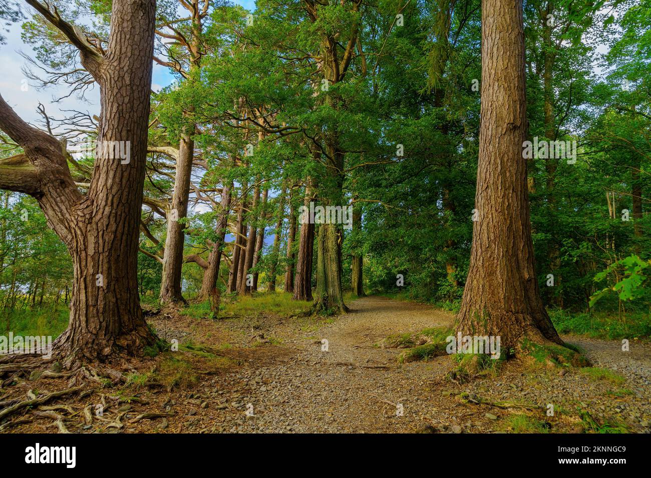 View of a footpath among trees in Calfclose Bay, near Keswick, in the Lake District, Cumbria, England, UK Stock Photo