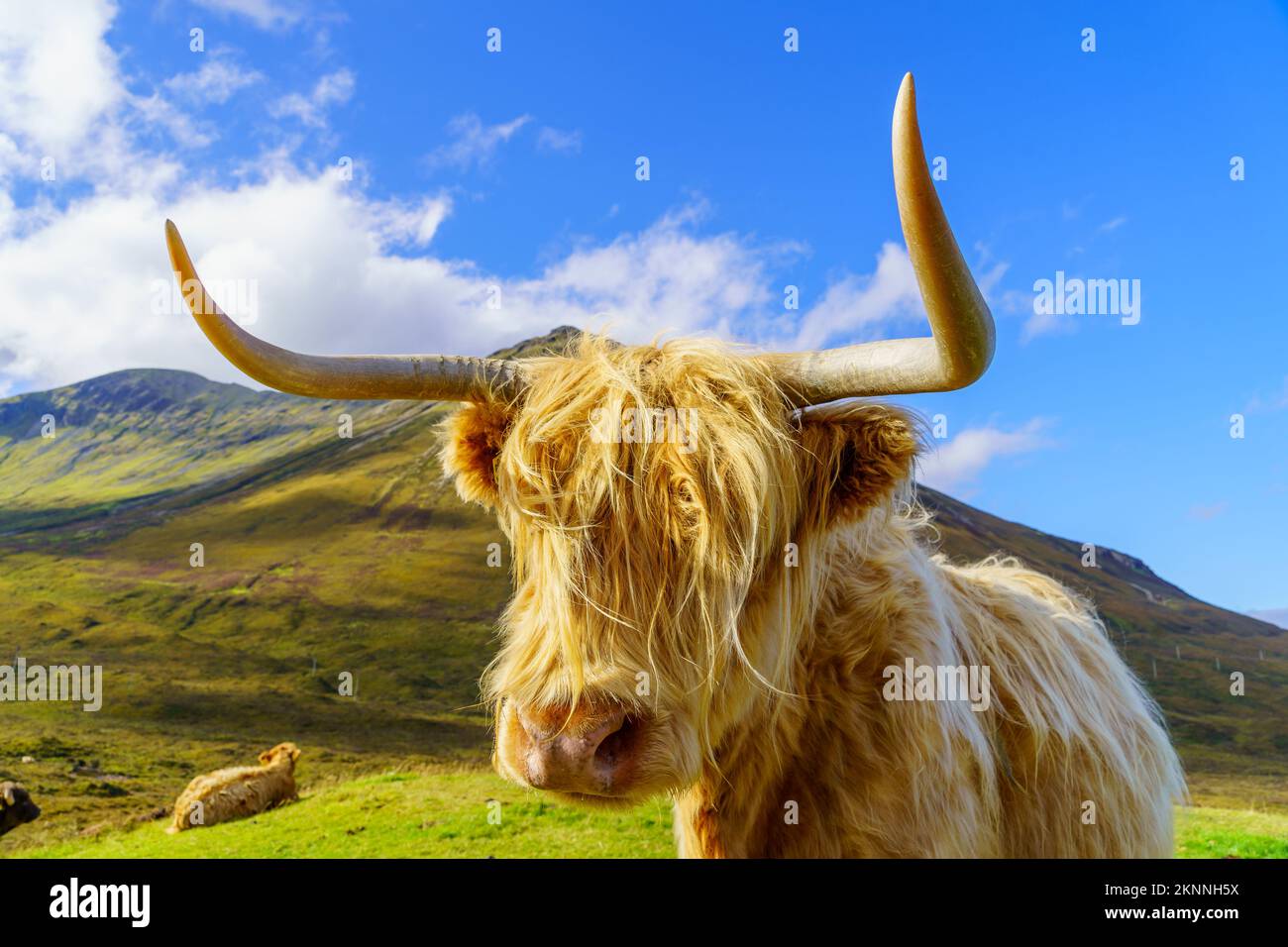 View of a Highland Cow in the Isle of Skye, Inner Hebrides, Scotland ...