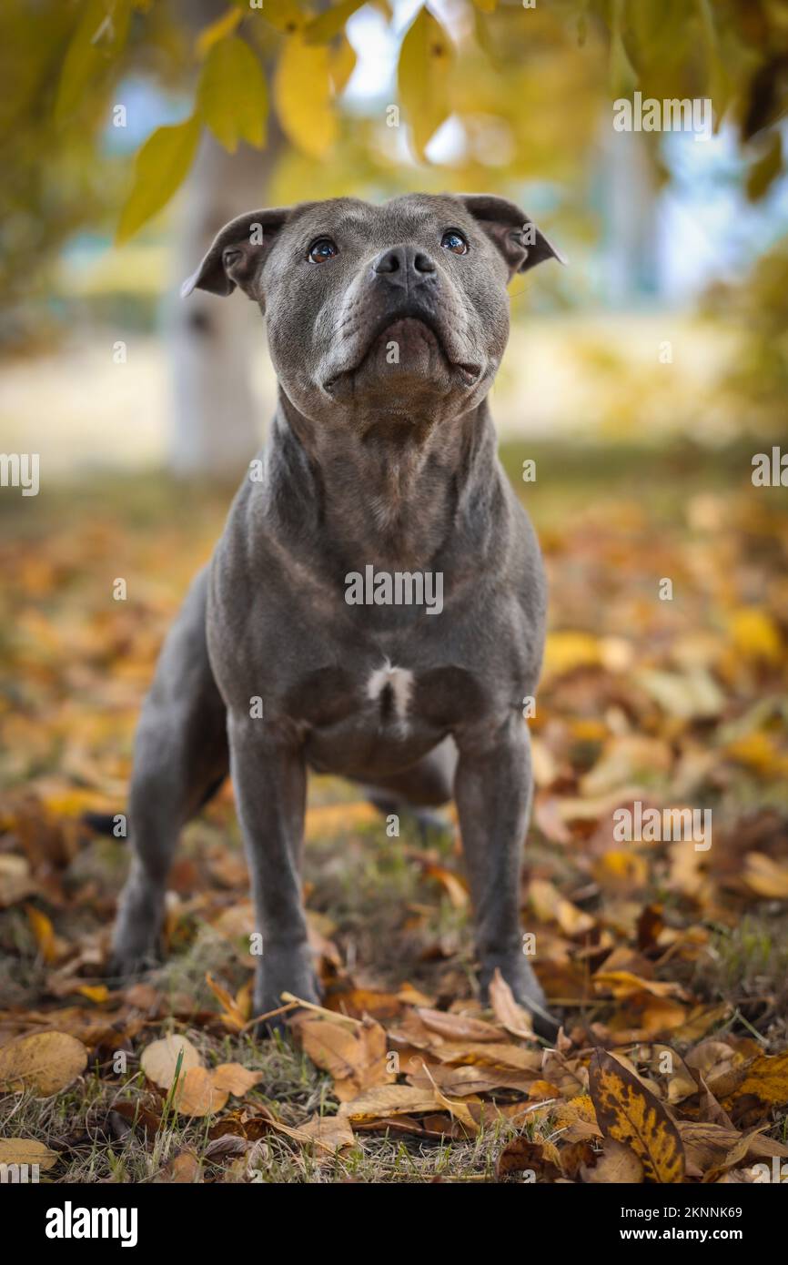 Vertical Portrait of Blue Staffy in Autumn Park. Muscular English Staffordshire Bull Terrier Stands Outside during Fall Season. Stock Photo