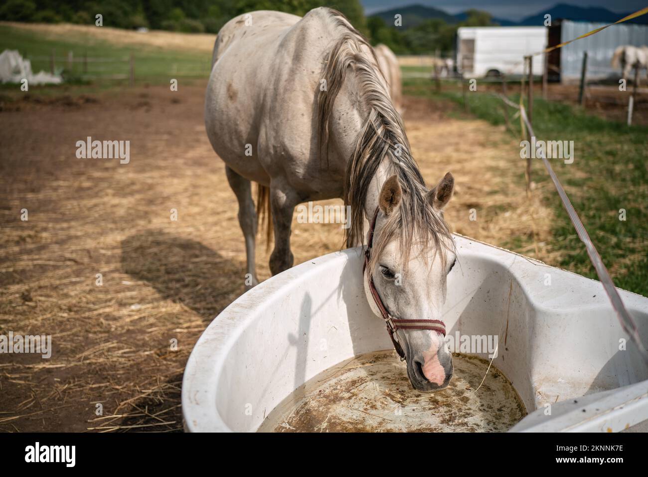 White Arabian horse drinking water from old plastic bathtub at farm