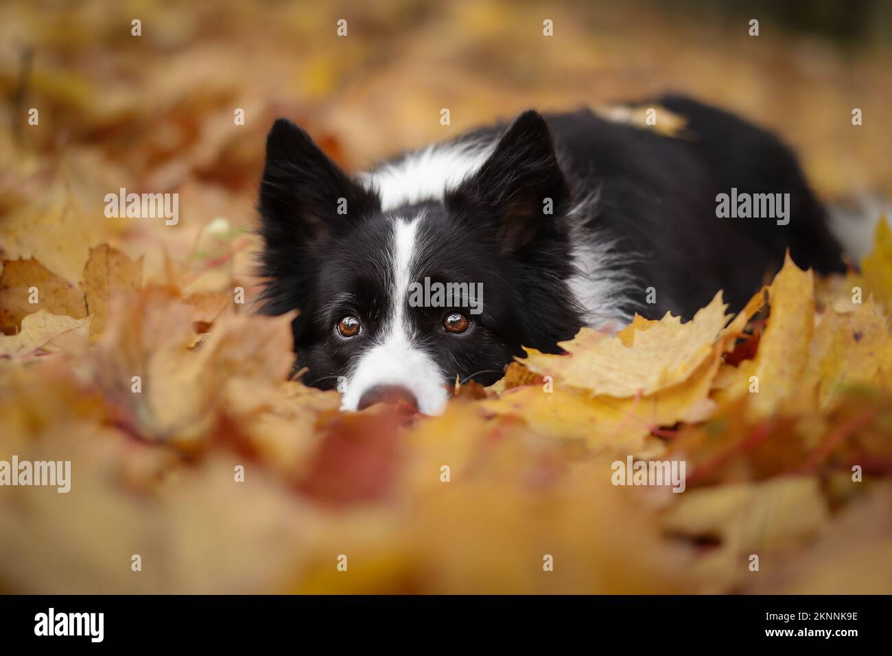 Adorable Border Collie with Cute Eyes Lies Down in Fallen Autumn Leaves. Pretty Black and White Dog Rests in Colorful Foliage during Fall Season. Stock Photo