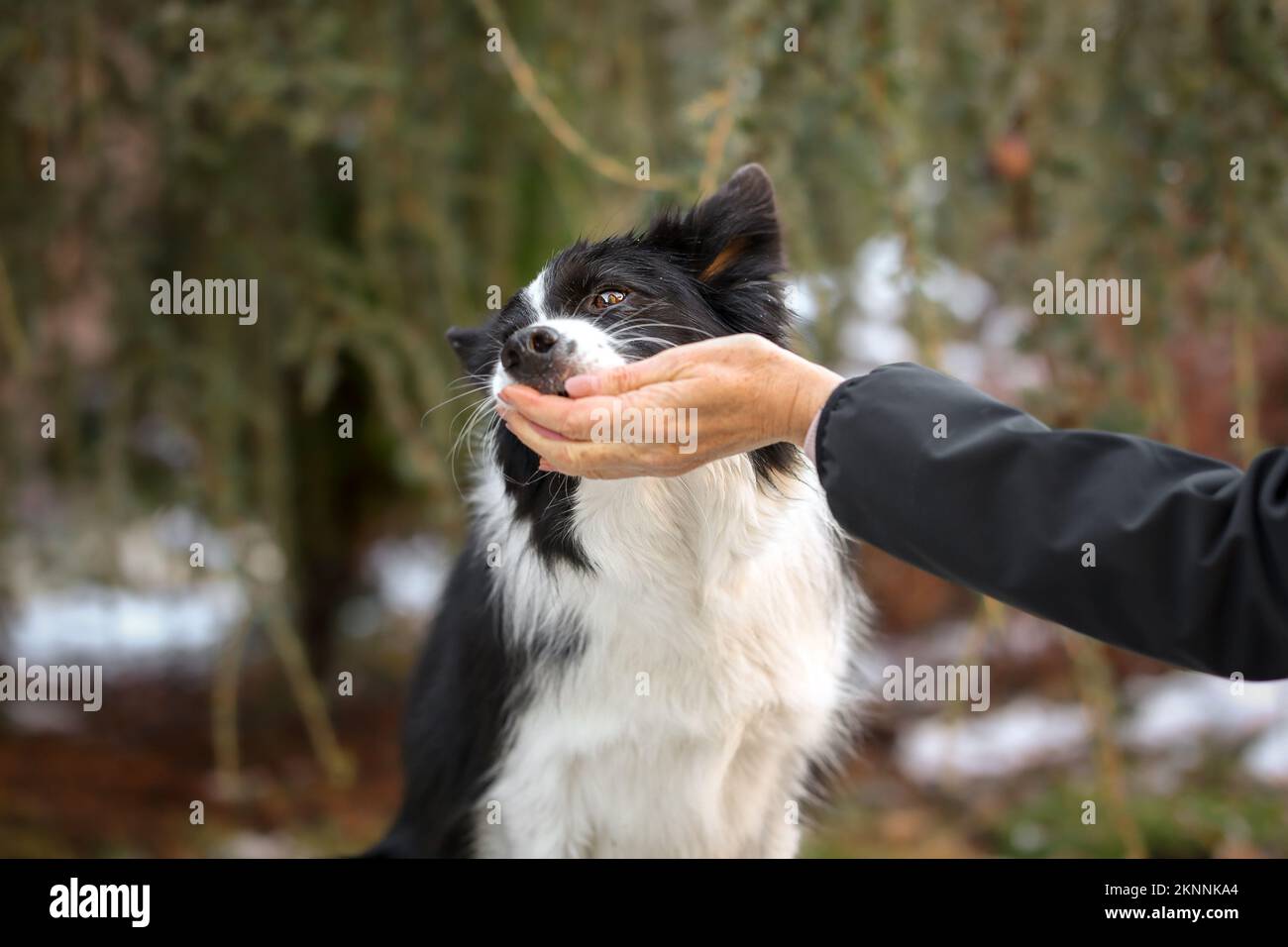 Border Collie Eats From Human Hand in the Garden. Cute Black and White Dog Gets the Treat from Female Hand Outside. Stock Photo