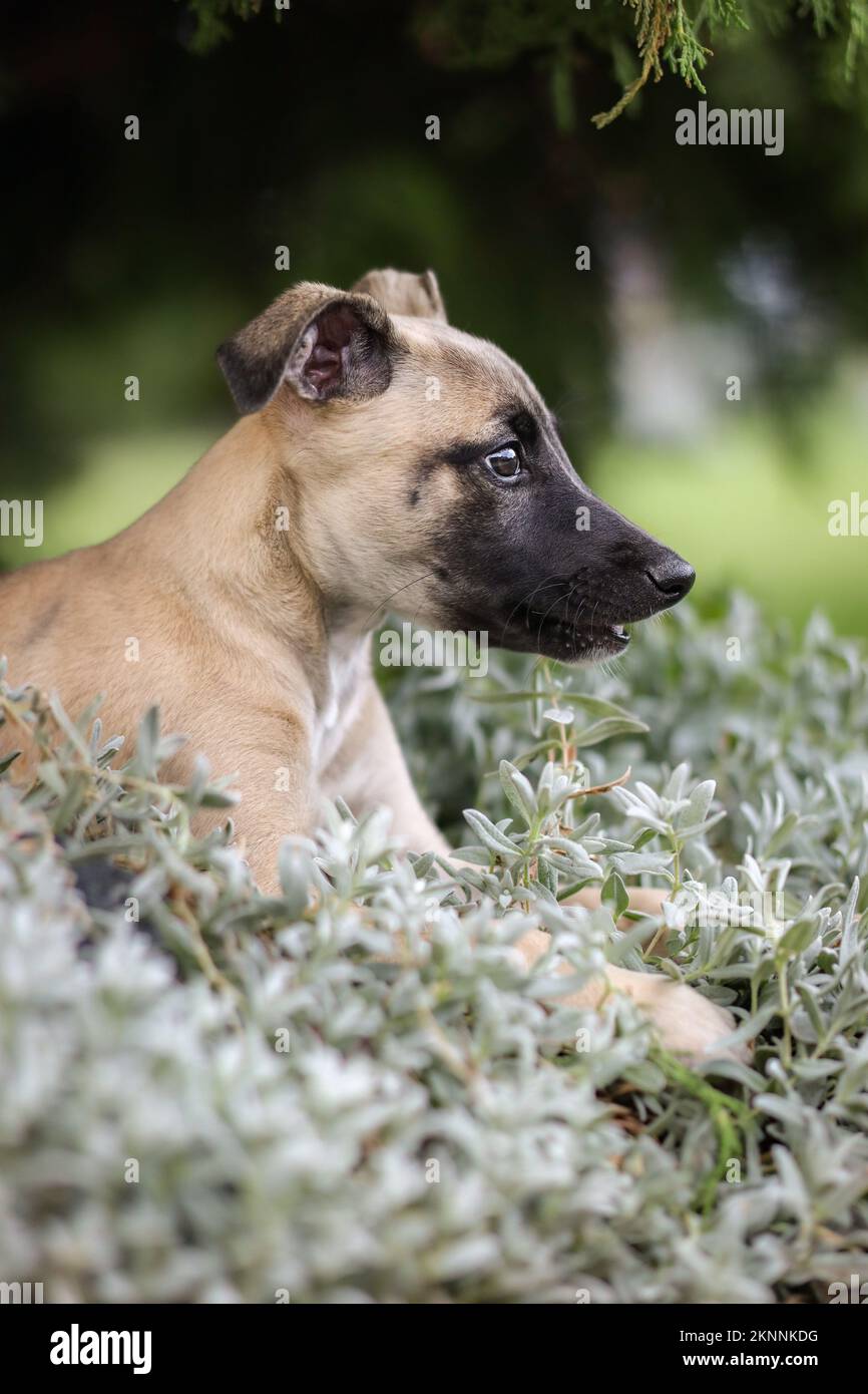 Side Portrait of Whippet Puppy Lying Down in Plant. Vertical Profile of Cute Young English Sighthound Breed in the Garden. Stock Photo