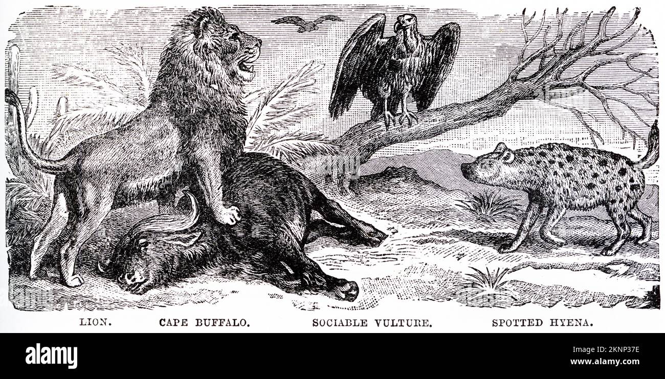 Engraving of African mammals, including the lion, buffalo and hyena