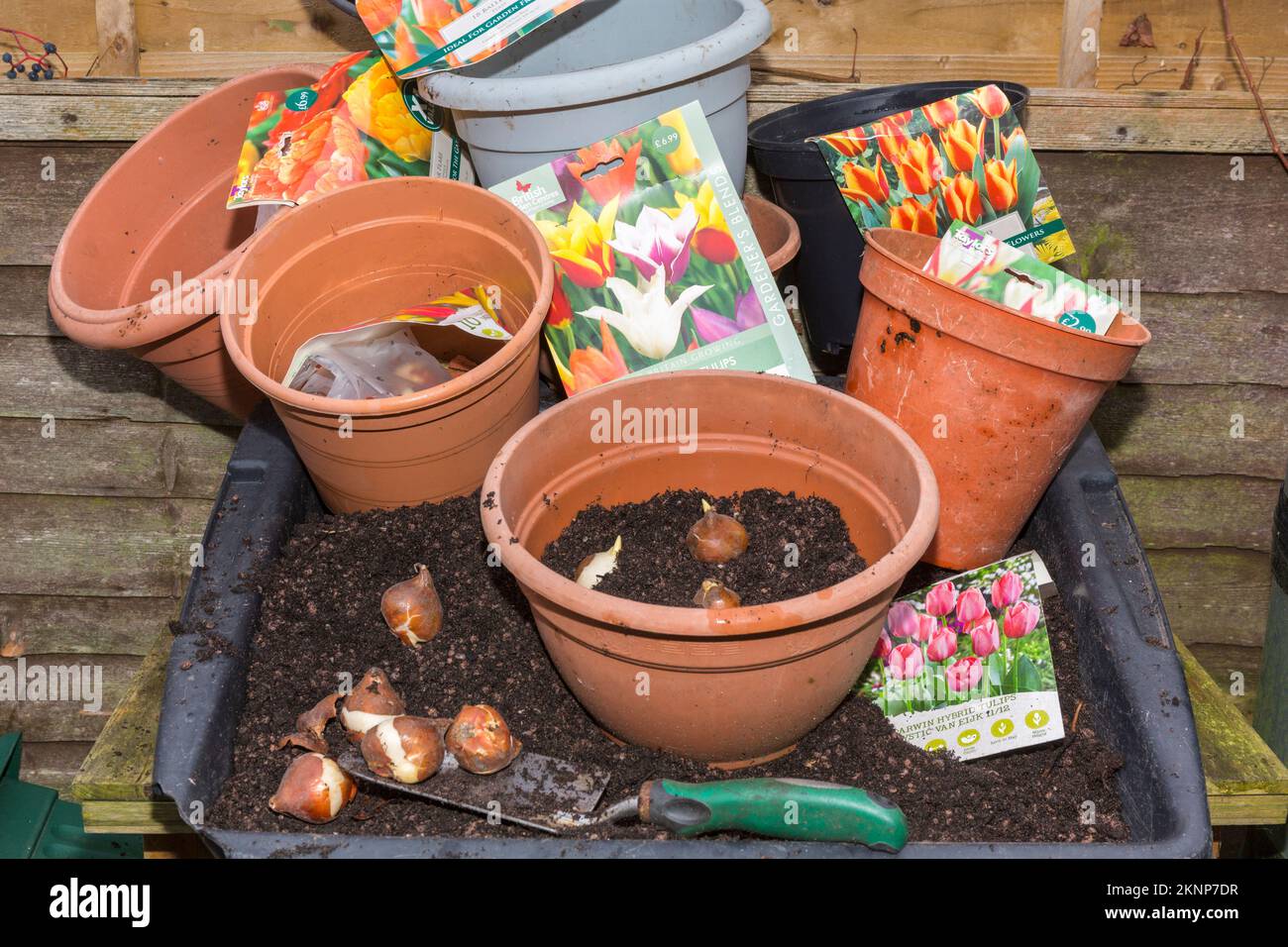 Planting Tulip Bulbs In Pots Stock Photo Alamy