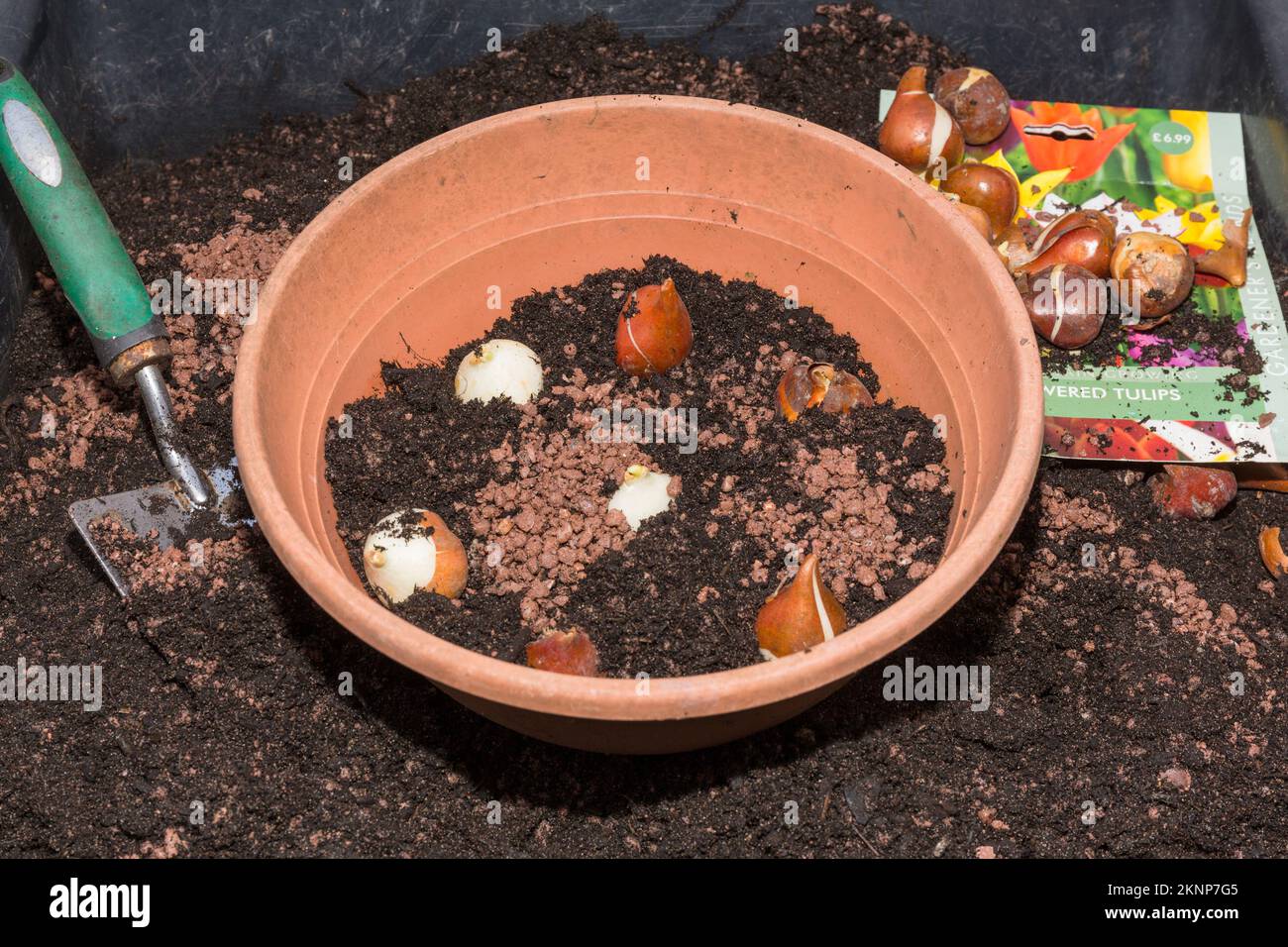 Planting tulip bulbs in pots Stock Photo Alamy
