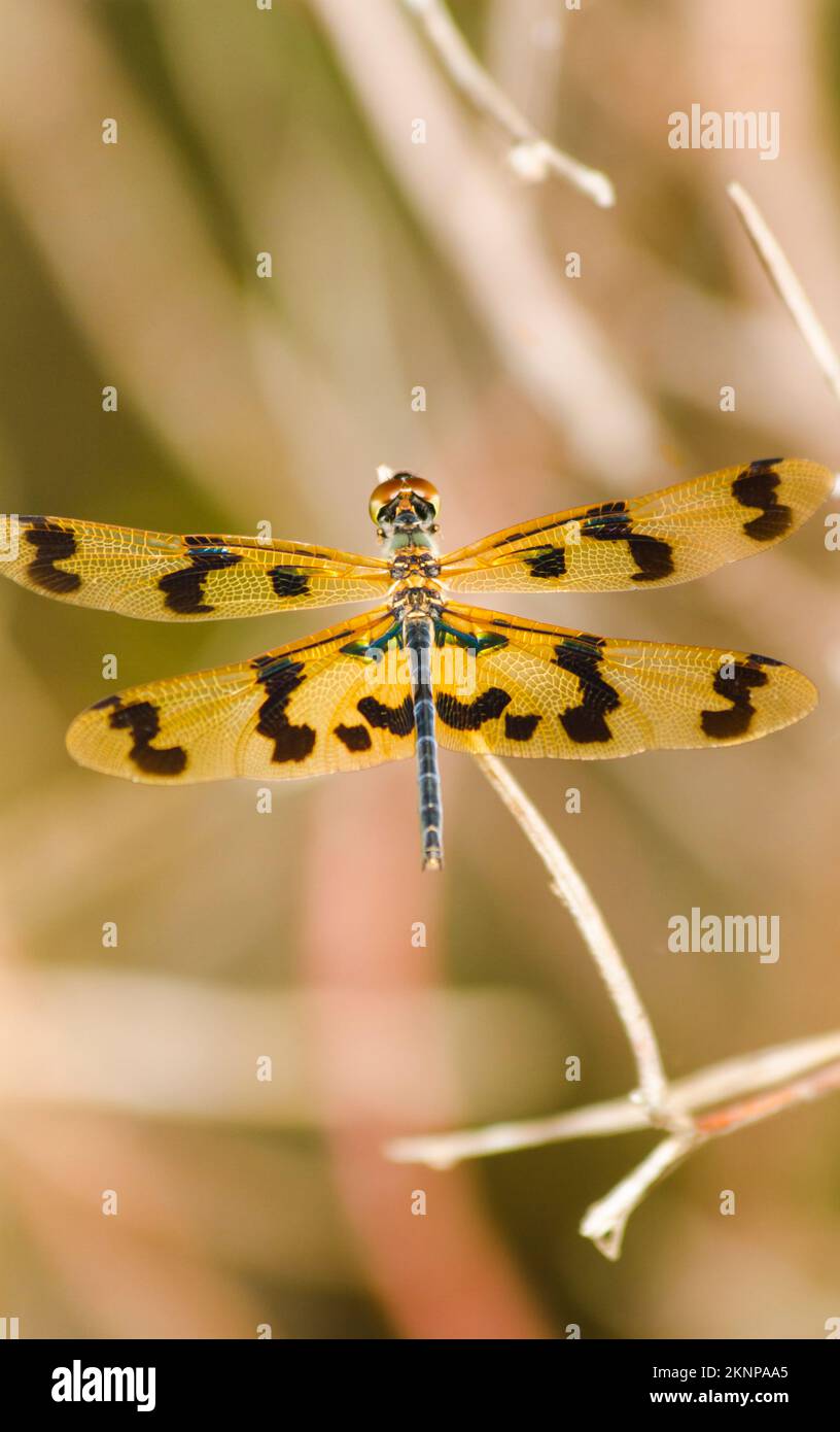 Macro insect photography on a striped dragonfly in natural Australian woodland Stock Photo