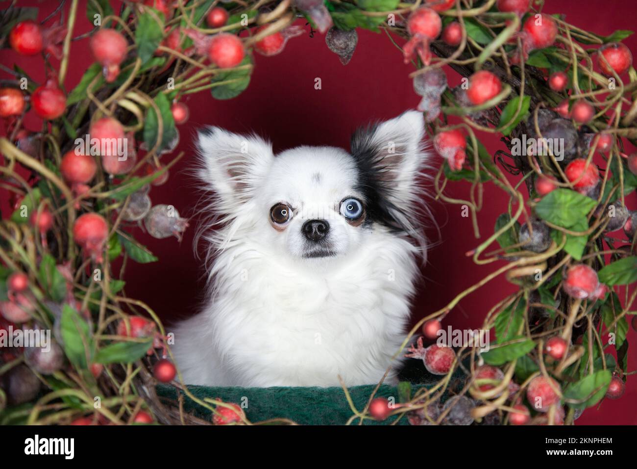Pretty longhaired Chihuahua in a colorful Christmas wreath. Teacup longhair Chihuahua surrounded by a Christmas decoration. Stock Photo