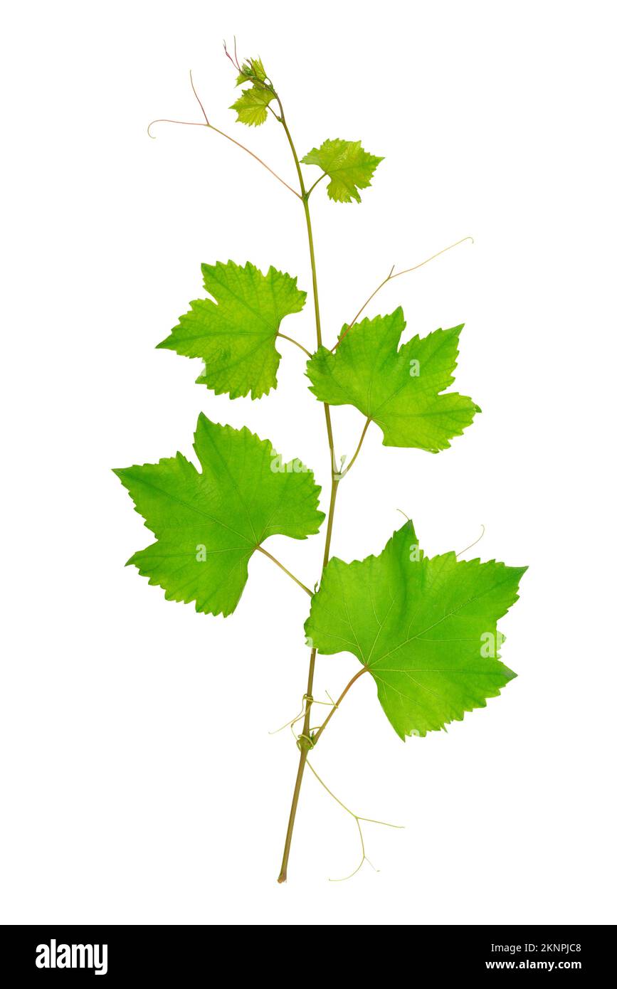 vine leaves isolated on white background Stock Photo
