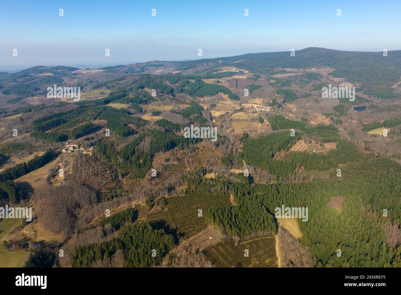 Aerial view of pine forest with large area of cut down trees as result