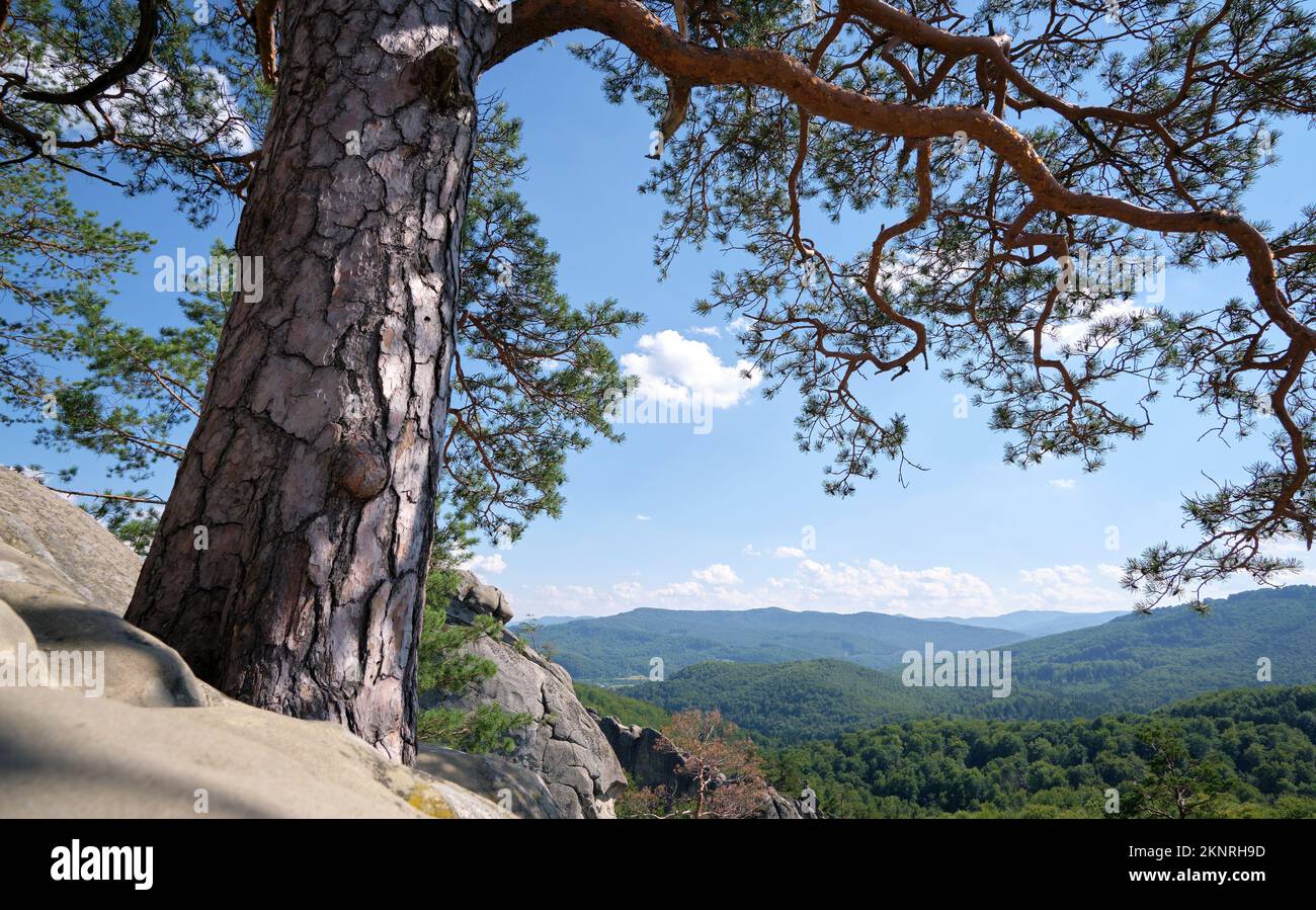 Big old pine tree growing on rocky mountain top under blue sky on ...