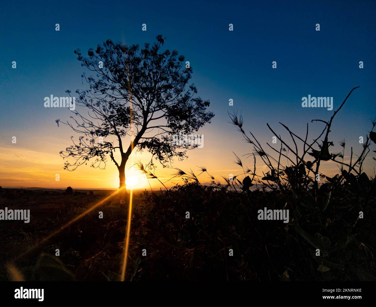 tree silhouette with sunrise in the morning Stock Photo - Alamy