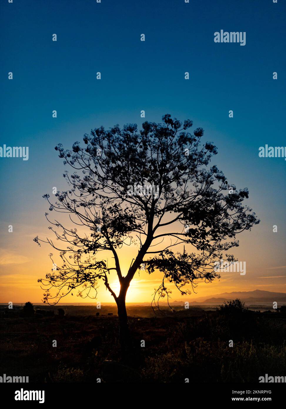 tree silhouette with sunrise in the morning Stock Photo - Alamy