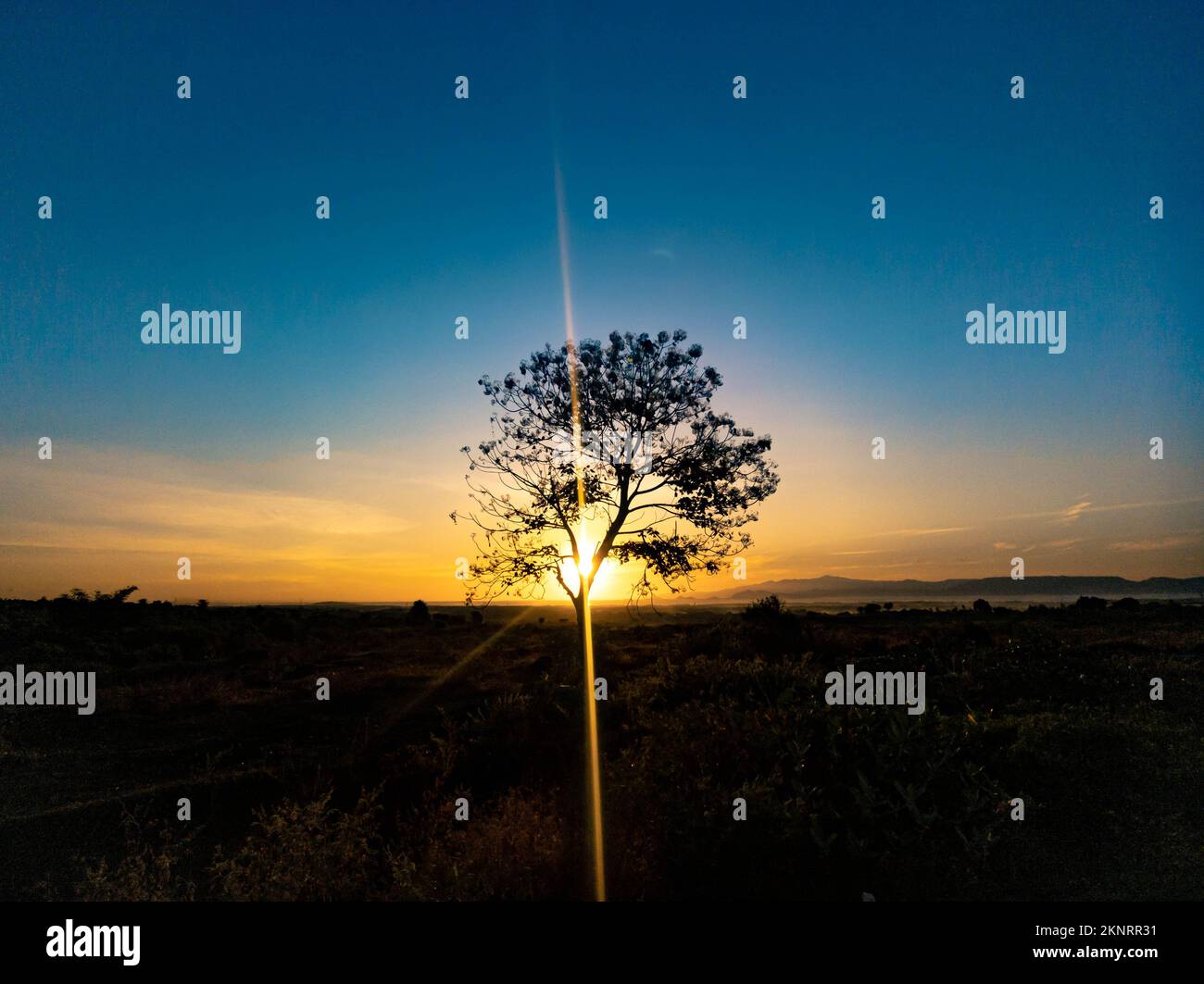 tree silhouette with sunrise in the morning Stock Photo - Alamy