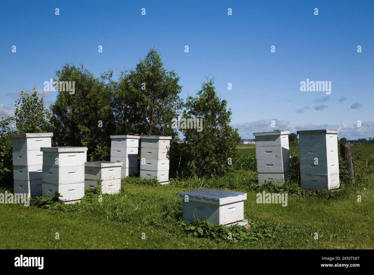 Honey producing bee hives at apiary farm Stock Photo Alamy
