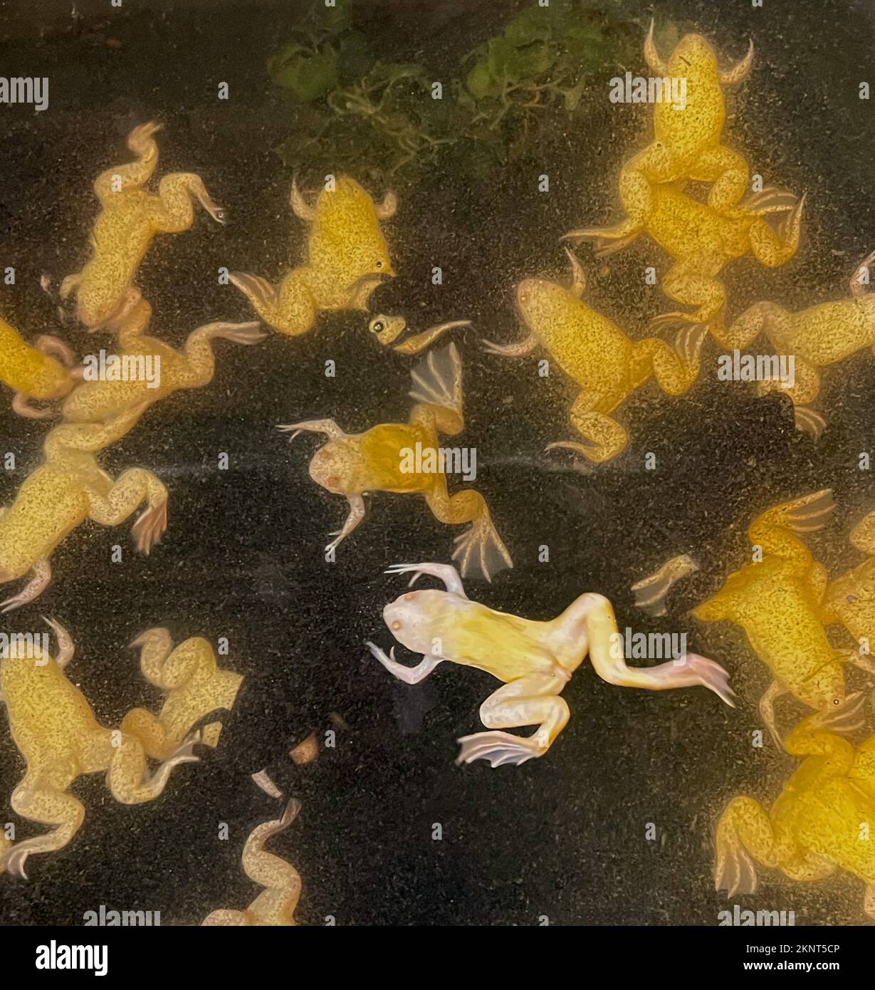 See yellow frogs, amphibians, shown in the big tank of water where they are raised for science and hobby. You can see their webbed feet. Stock Photo