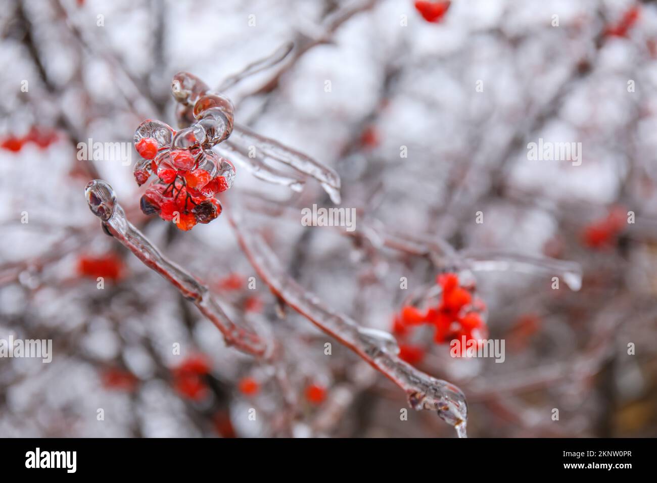 Frozen bunches red berries hi-res stock photography and images - Alamy