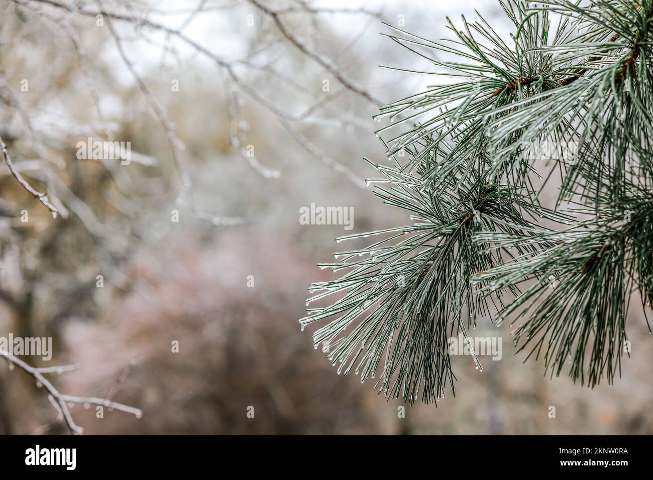 Closeup view of icy pine tree branch on cold winter day Stock Photo - Alamy
