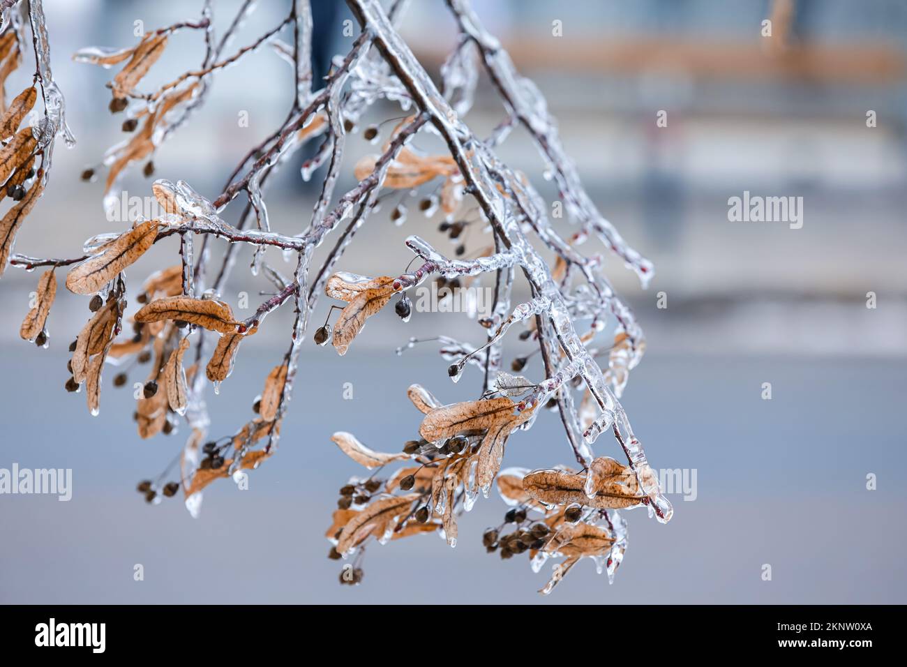 Icy tree branches with dry leaves and berries on cold winter day Stock ...