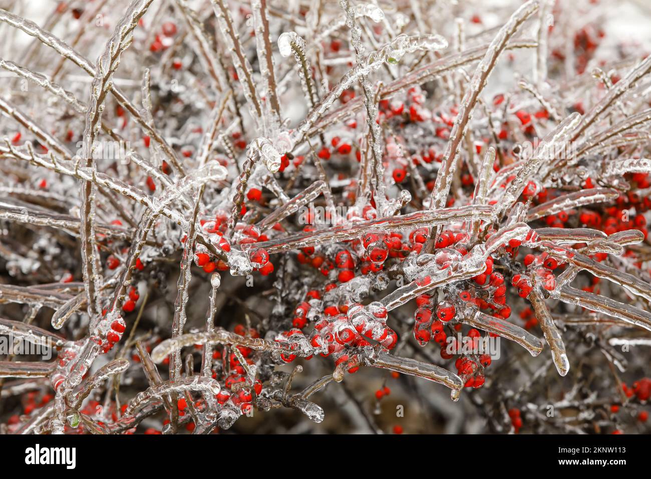 Icy branches with red berries on winter day Stock Photo - Alamy