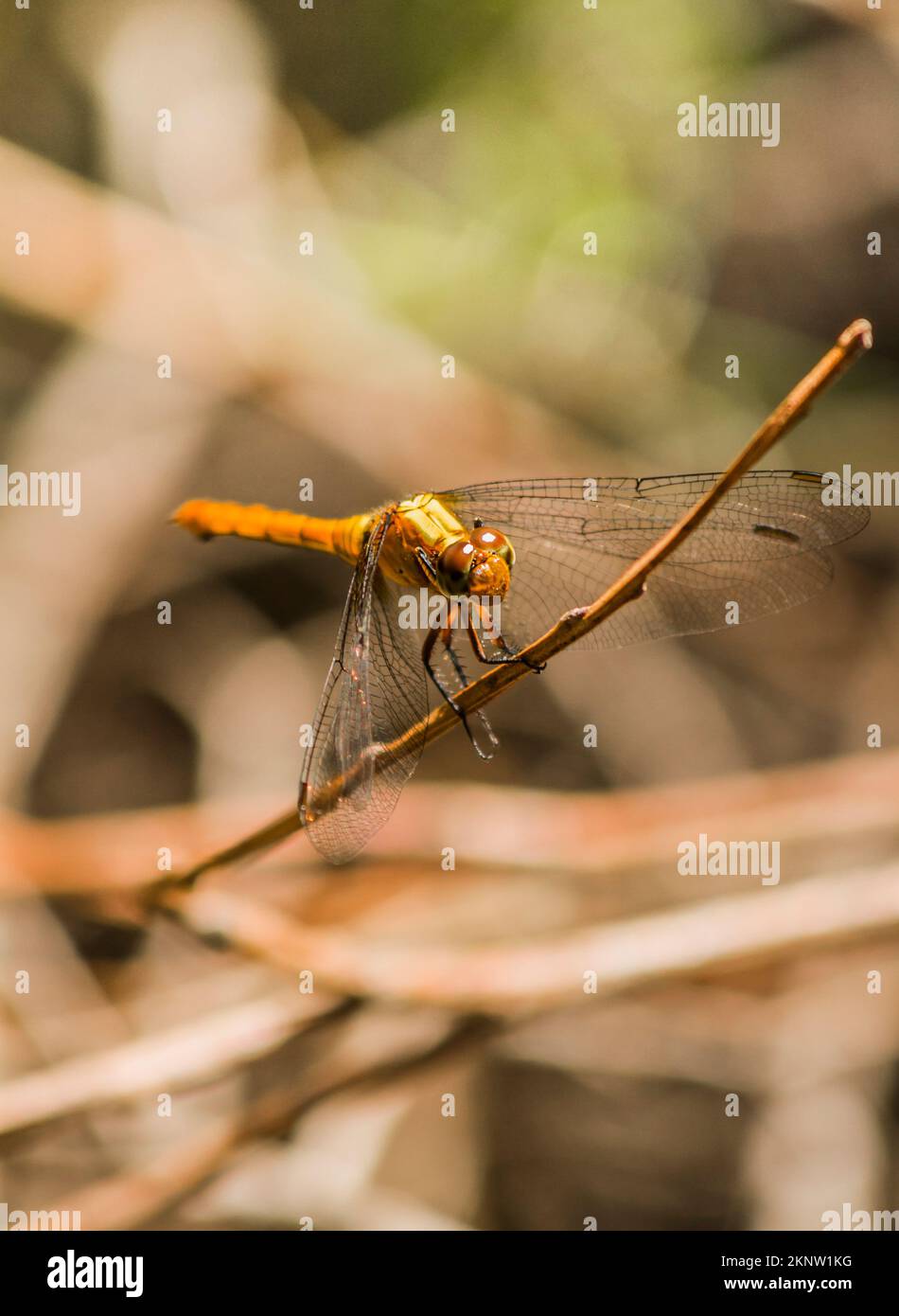 Insect photograph on a dragonfly clutching wooded vegetation. Taken: Brown Lake, North Stradbroke Island, Queensland, Australia Stock Photo