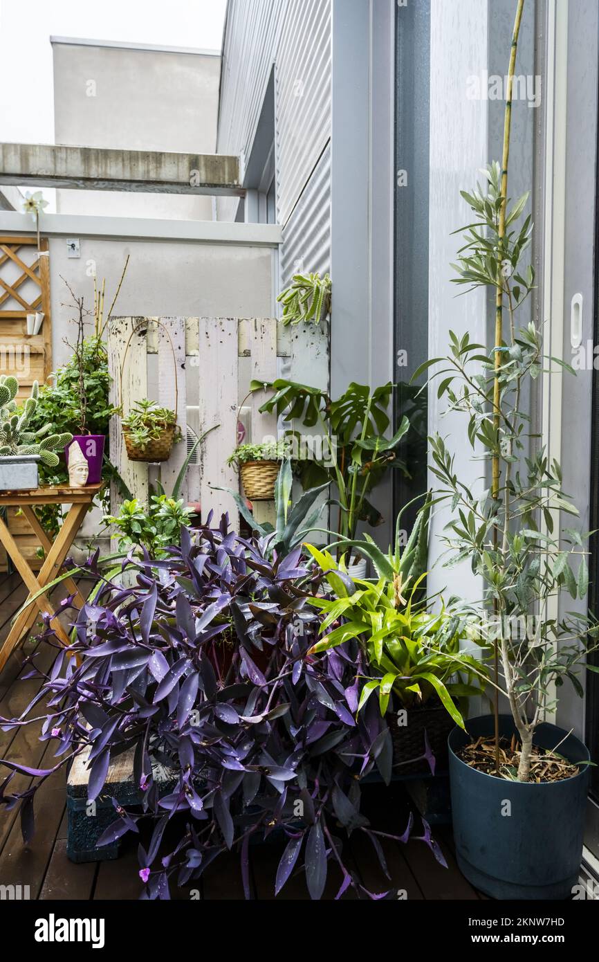 Tradescantia pallida and aloe vera, a small olive tree and other plants wet from rain on a penthouse terrace on a rainy winter day Stock Photo