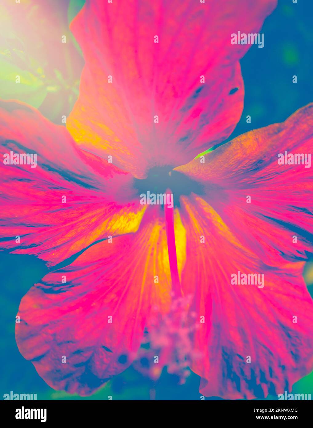 Pop art design on a retro hibiscus wildflower in colours of the subtropics Stock Photo