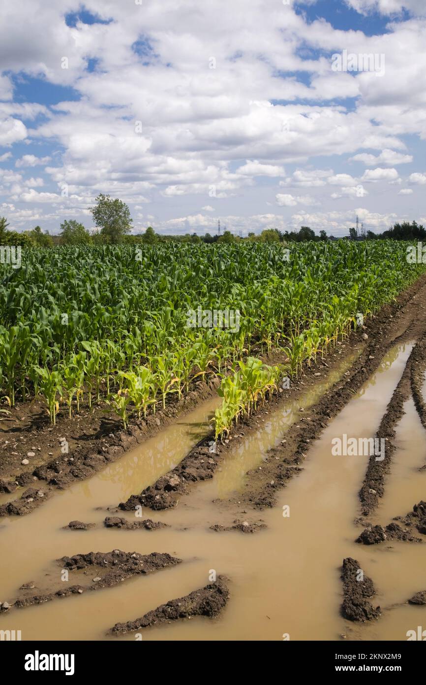 Zea mays - Corn field flooded with excess rain water due to effects of ...