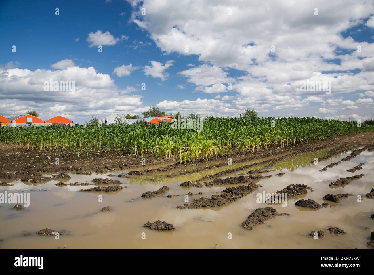 Zea mays - Corn field flooded with excess rain water due to effects of ...