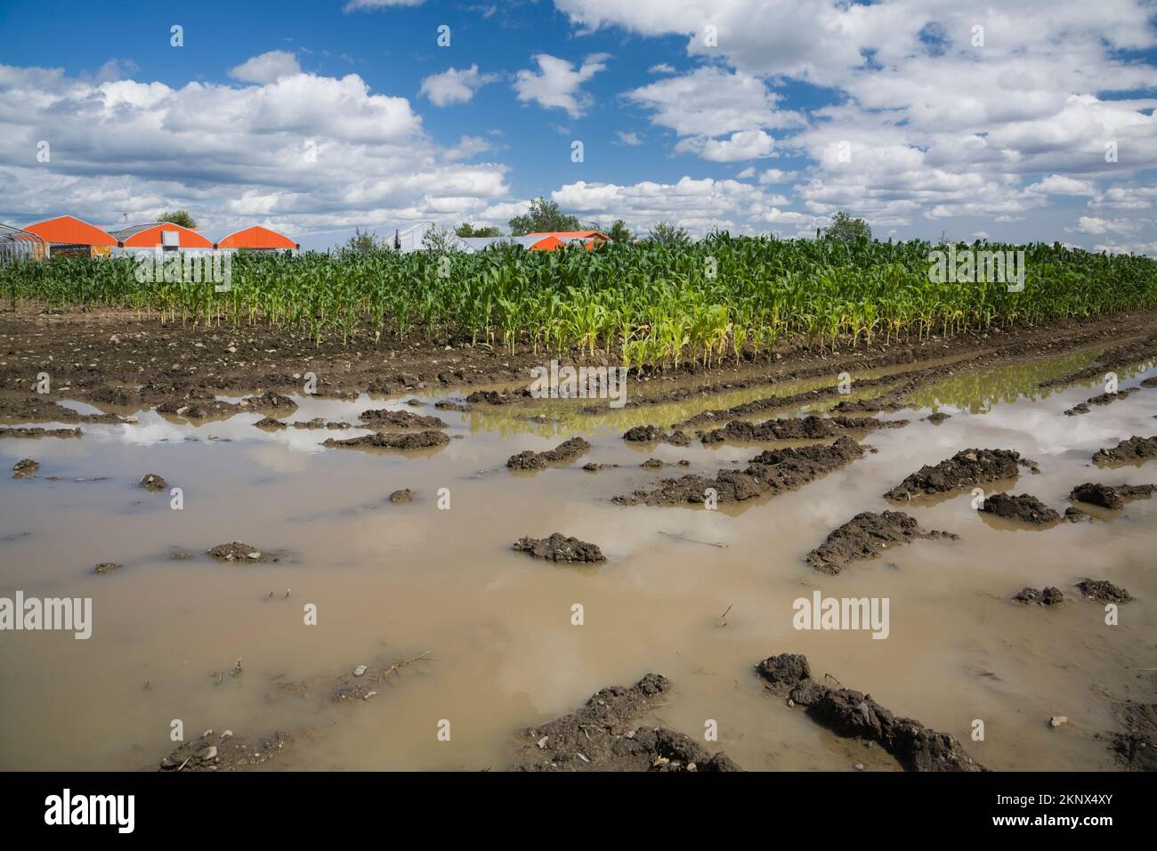 Zea mays - Corn field flooded with excess rain water due to effects of ...