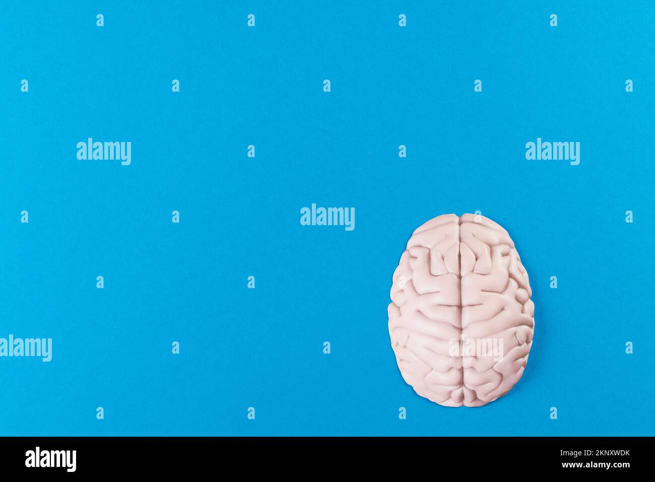 Overhead of white brain on blue background with copy space Stock Photo ...