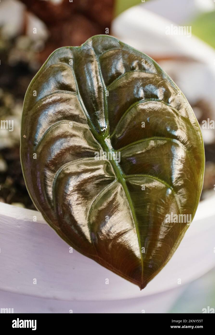 Beautiful ribbed and shiny baby leaf of Alocasia Cuprea, a popular houseplant Stock Photo