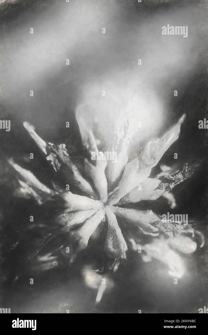 Withered old flower wilting alone on black and white background. Thy