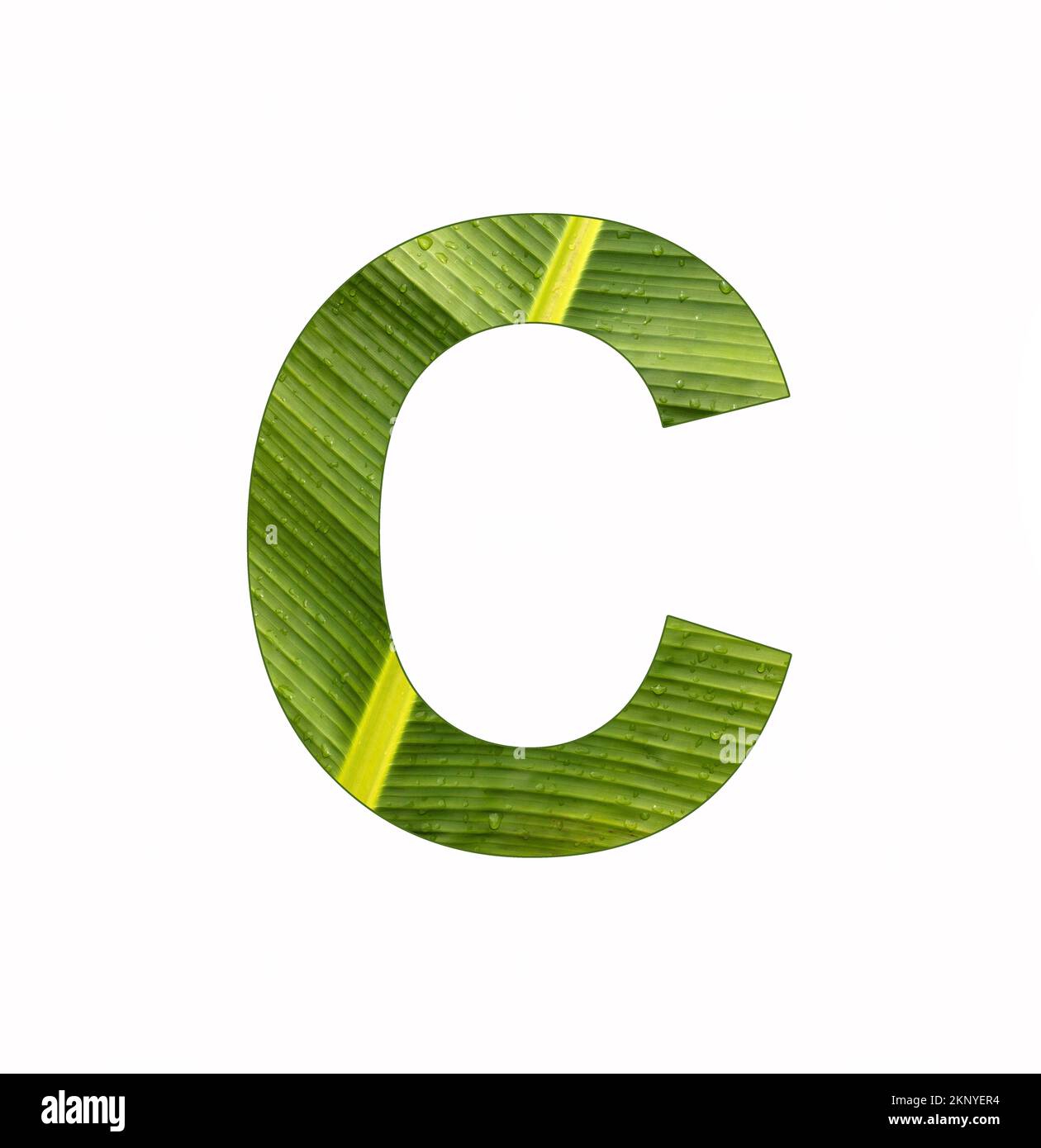 Alphabet Letter C - Banana plant leaf background Stock Photo