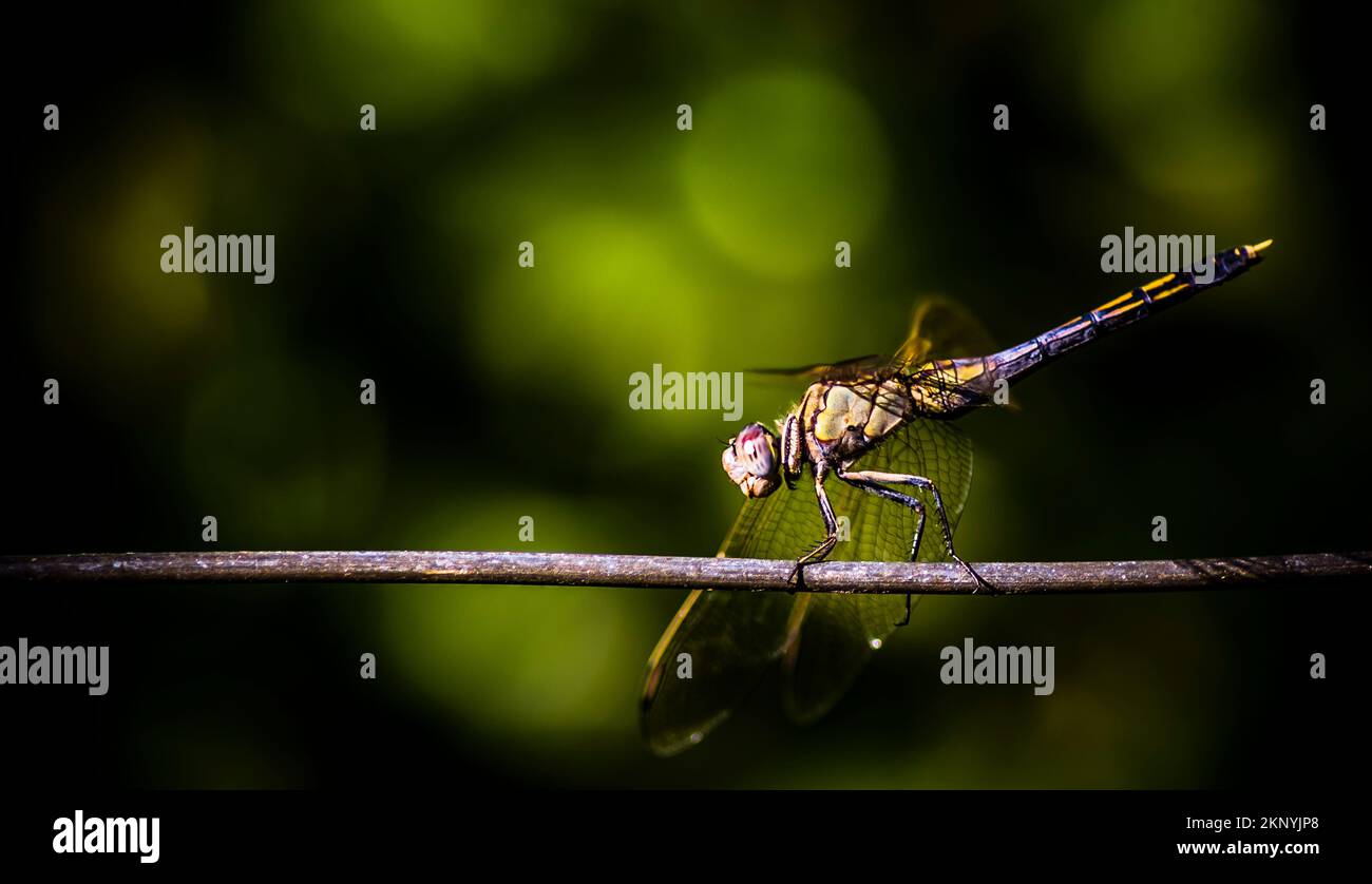 Vibrant wild life photo on a colourful australian dragonfly insect walking a tight rope wire on green rural fencing. Fauna crossing Stock Photo
