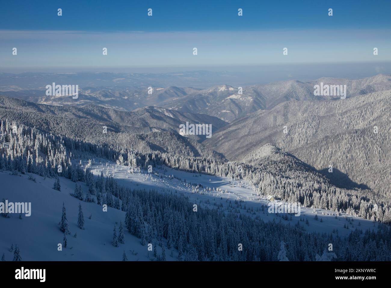 Massifs of spruce forest are covered with snow in the winter mountains ...