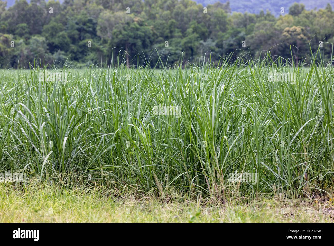Sugar Cane crop growing in North Queensland Australia Stock Photo Alamy