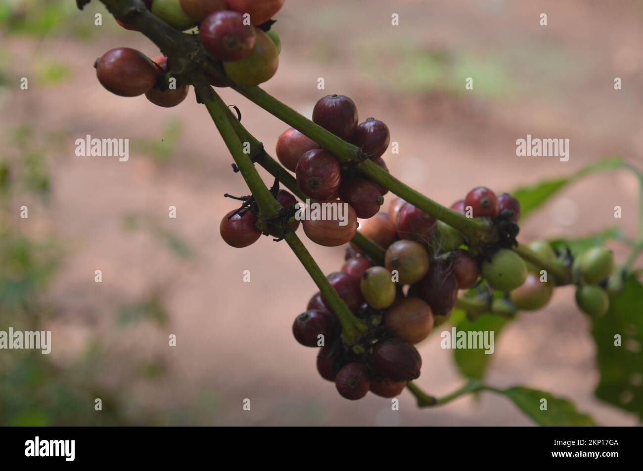 Beautiful closeup view of the coffee bean plant in an agriculture plantation in Viet Nam Stock Photo