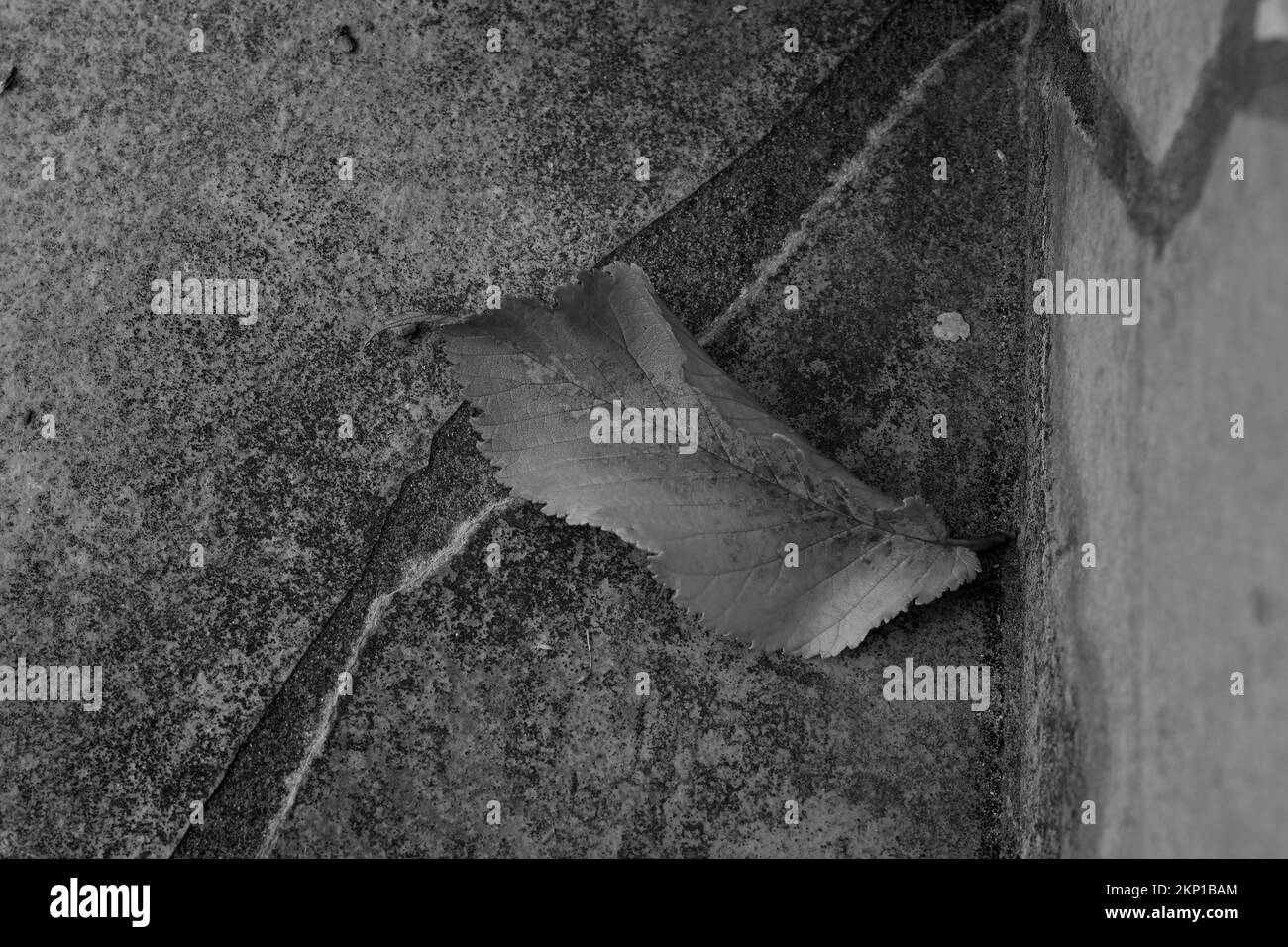 A grayscale top view of a lonely autumn leaf fallen on the concrete ...