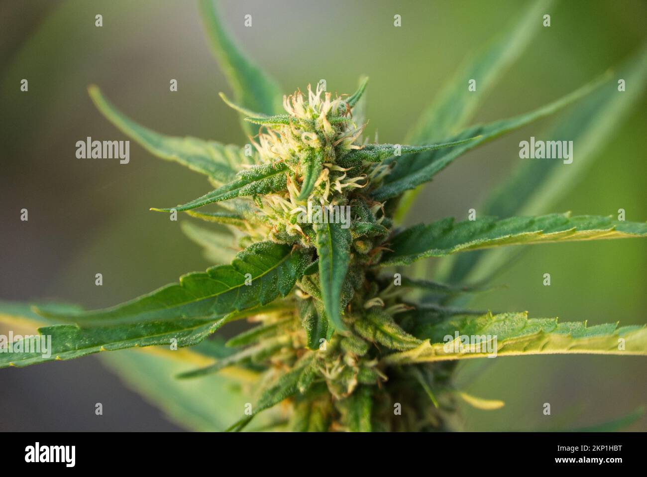 33.466 Cannabis Samen lizenzfreie Fotos und Stockbilder