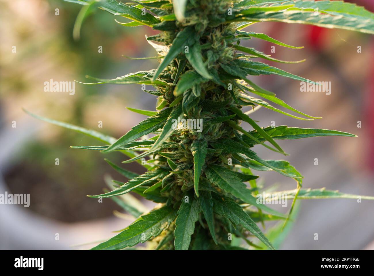 Marijuana plant growing in Thailand showing the flowering head and