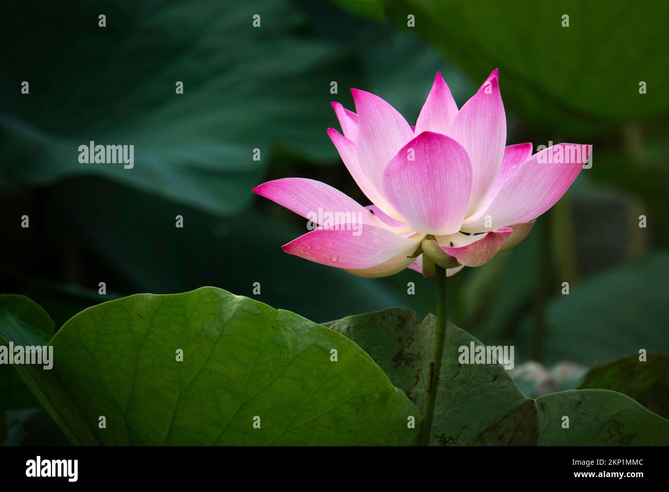 lotus, the national flower of Vietnam Stock Photo Alamy