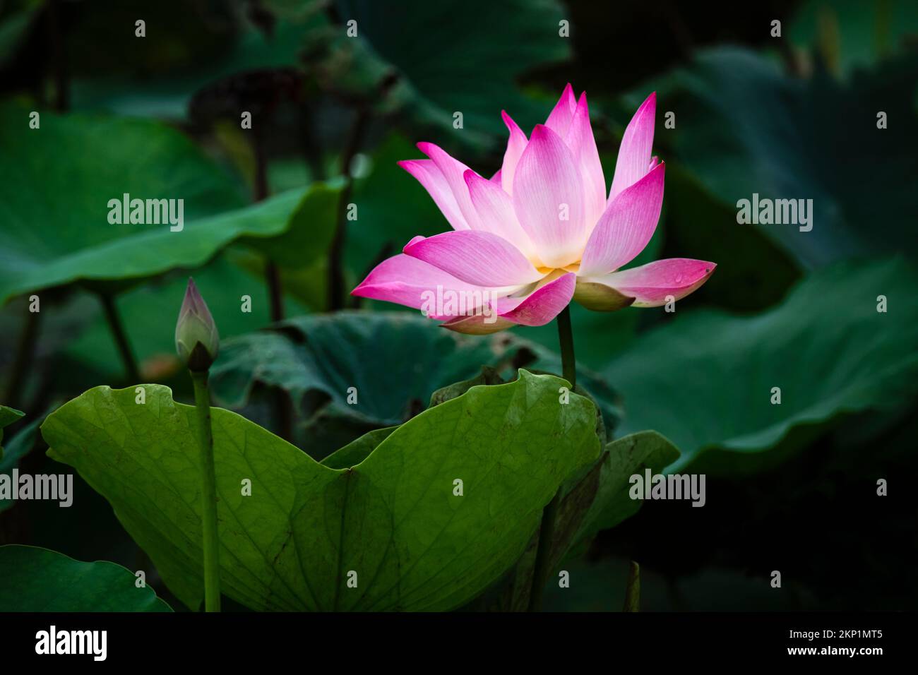 lotus, the national flower of Vietnam Stock Photo Alamy