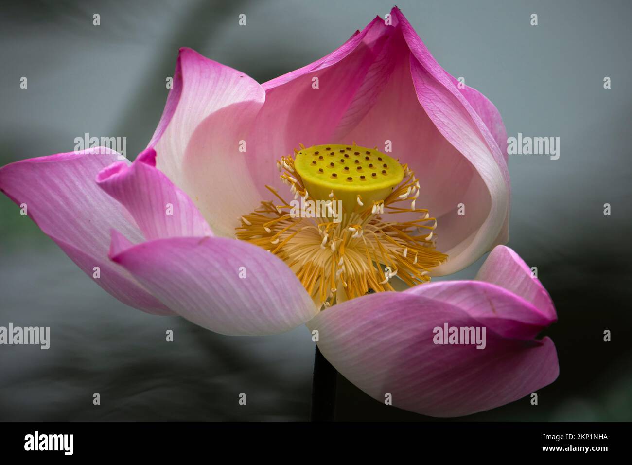 lotus, the national flower of Vietnam Stock Photo Alamy