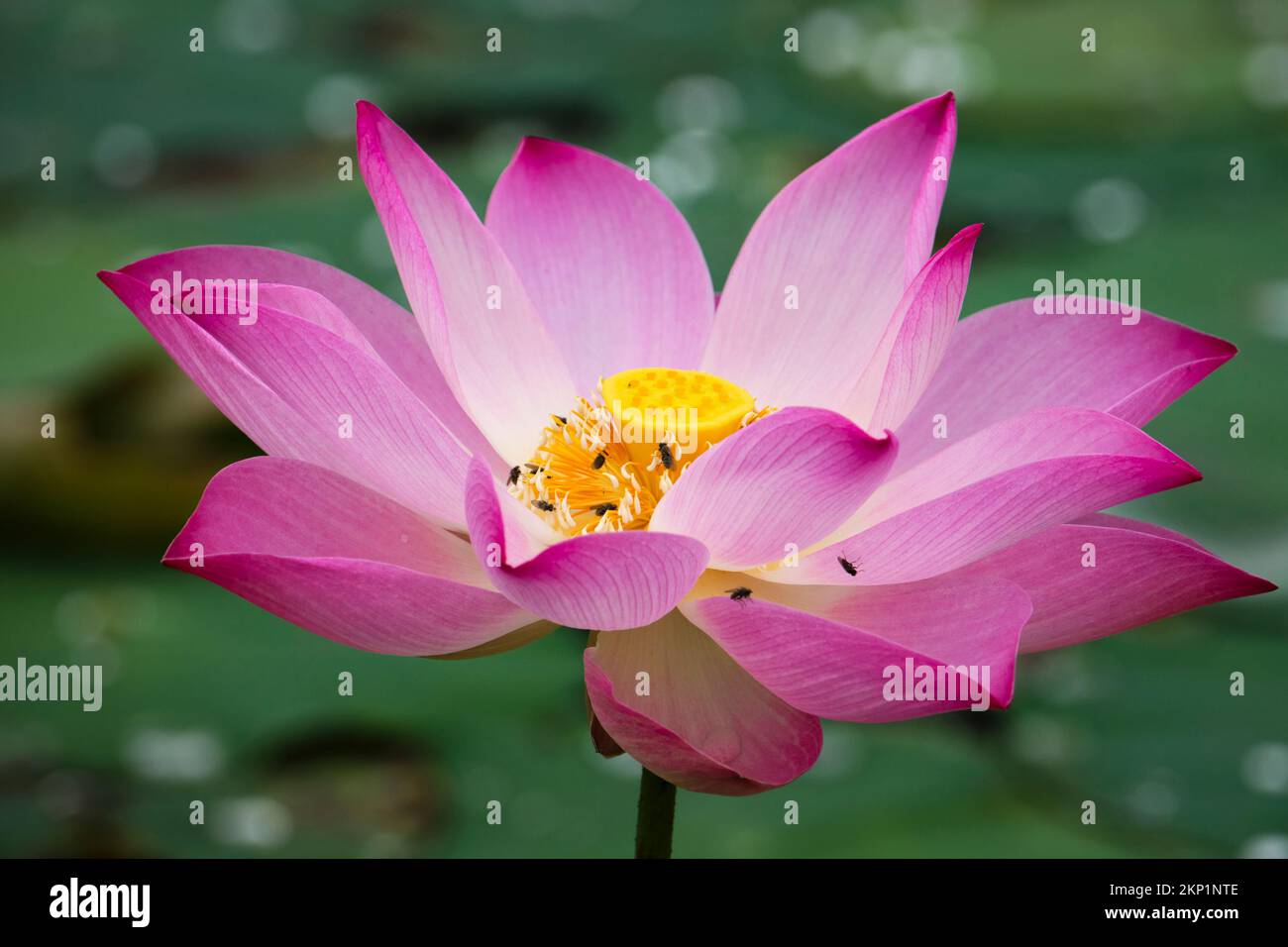 lotus, the national flower of Vietnam Stock Photo Alamy